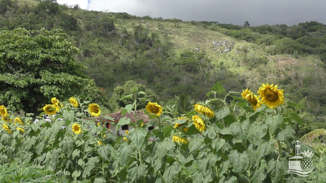 Promueven el desarrollo sostenible en macizo montañoso de Bamburanao 