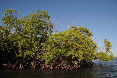 Area protegida Cayo Ana Maria