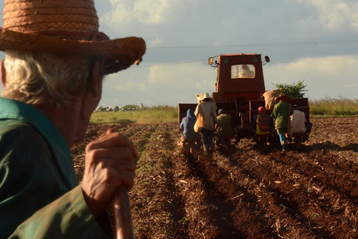 The CPA Paquito González advances potato planting in the current campaign just started in the province