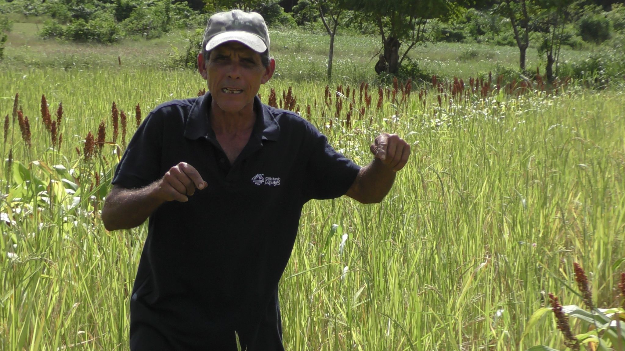  cultivo de arroz en agroecosistemas de montañas finca escuela los hondones chambas ciego de avila 4