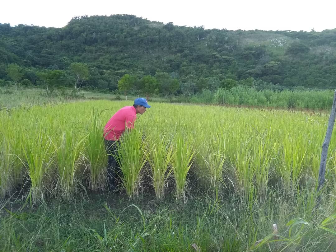  cultivo de arroz en agroecosistemas de montañas finca escuela los hondones chambas ciego de avila 5