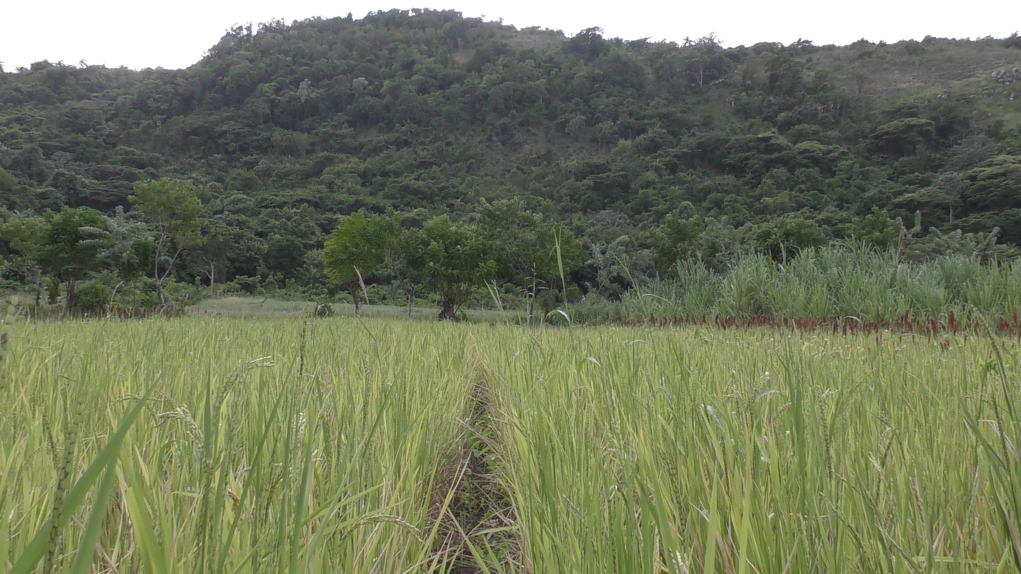  cultivo de arroz en agroecosistemas de montañas finca escuela los hondones chambas ciego de avila 7
