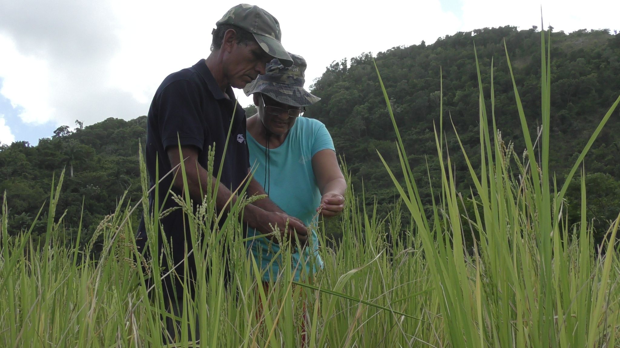  cultivo de arroz en agroecosistemas de montañas finca escuela los hondones chambas ciego de avila 8