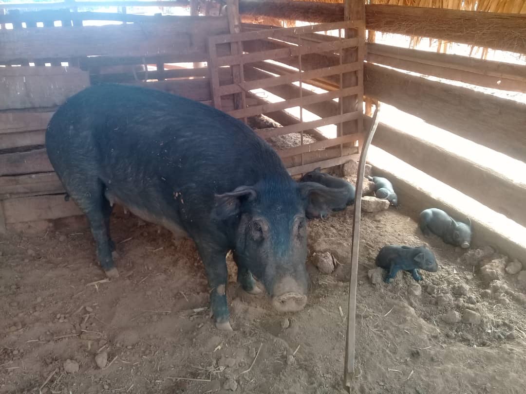 Rescatan cría del cerdo criollo en Ciego de Ávila 