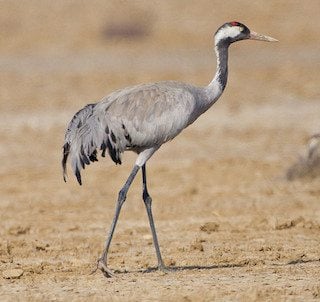 Avistan ave en peligro de extinción en Parque Humedal Grande de Ciego de Ávila