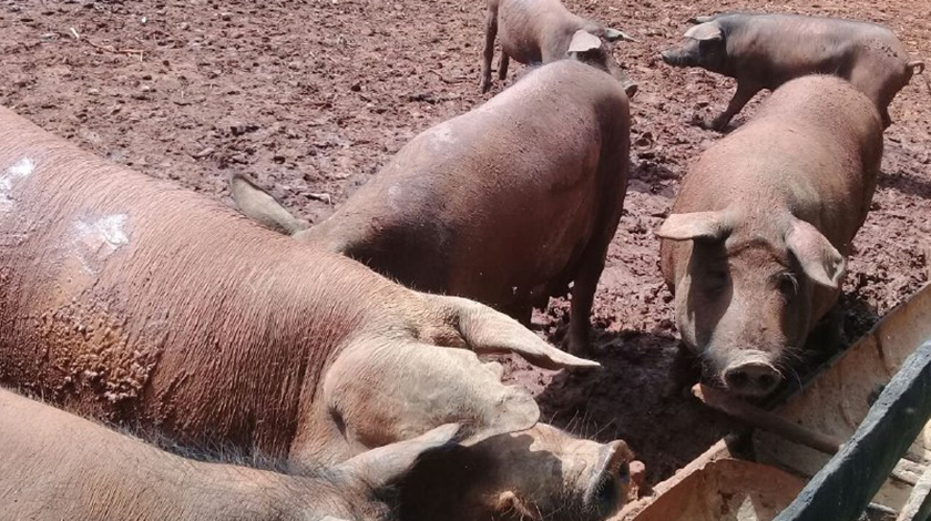 Adoptan estrategias para la producción porcina en Ciego de Ávila