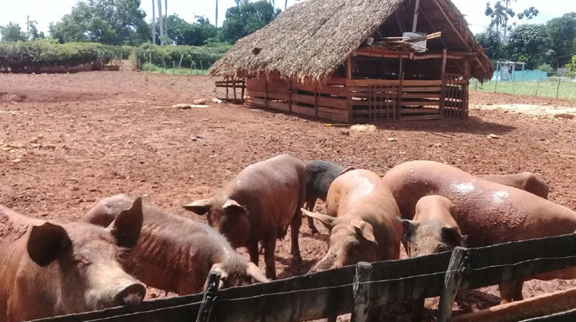 Adoptan estrategias para la producción porcina en Ciego de Ávila
