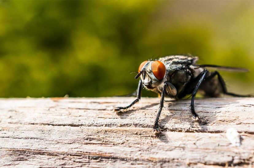 Mosca soldado negra