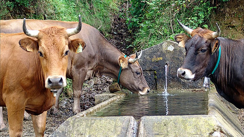 full sector ganadero agua en tiempos de sequia